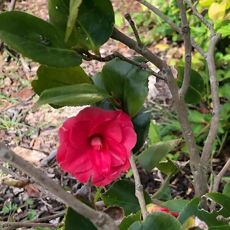 Le Merlat Casa de Férias *