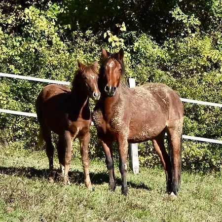 Σπίτι διακοπών Le Merlat Beaucaire (Gers)