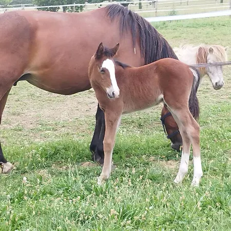 Le Merlat