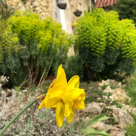 Le Merlat Tatil Evi *