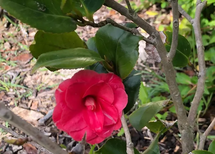 Le Merlat Vakantiehuis *