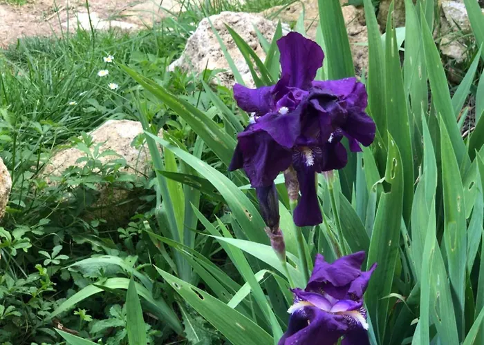 בית נופש Le Merlat